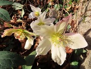 10 Elleborus niger (Ellebori) in fiore 